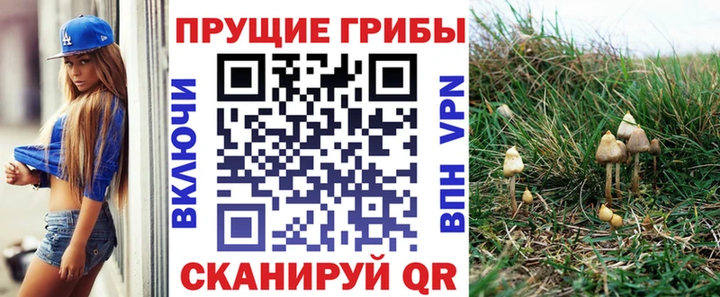 Купить где  Чебаркуль  Псилоцибиновые грибы мицелий 